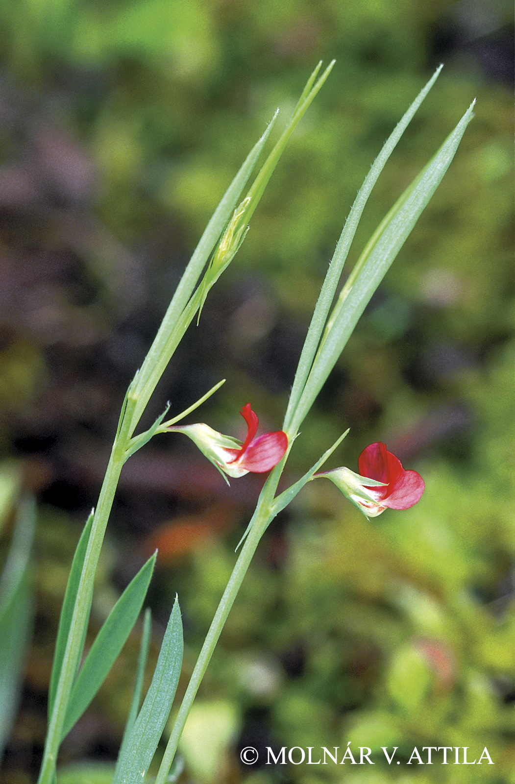 Lathyrus sphaericus Retz.