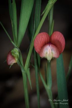 Lathyrus sphaericus Retz. 2.Image