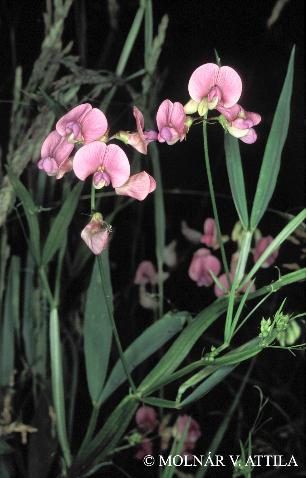 Lathyrus sylvestris L.