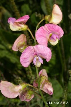 Lathyrus sylvestris L. 3.Image