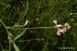 Lathyrus sylvestris L. 2.Image