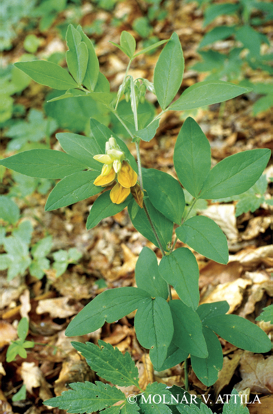 Lathyrus transsylvanicus (Spreng.) Fritsch