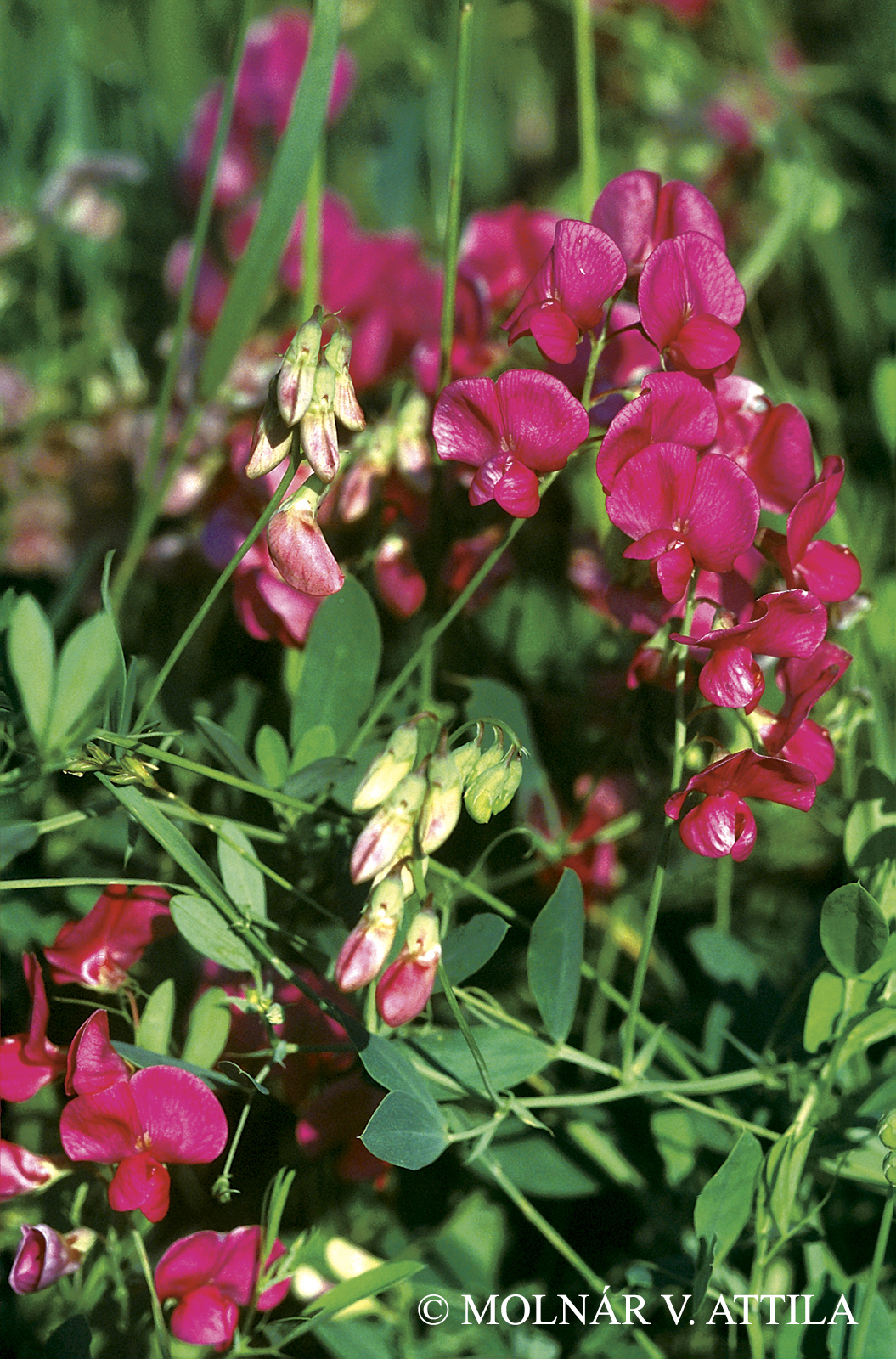 Lathyrus tuberosus L.