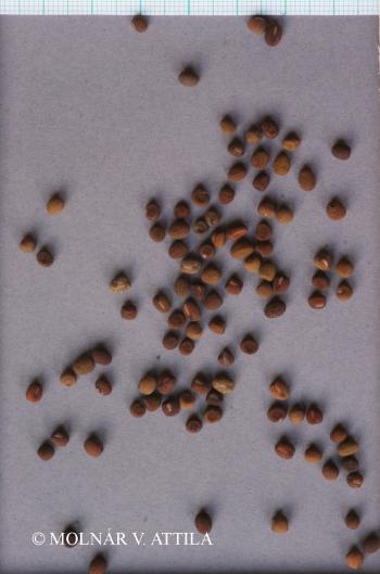 Lathyrus tuberosus L. 3.Image