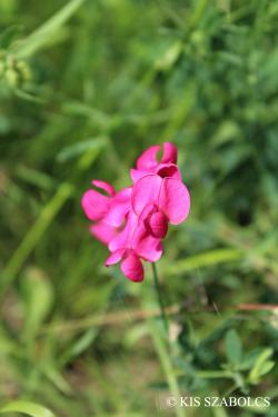 Lathyrus tuberosus L. 2.Image
