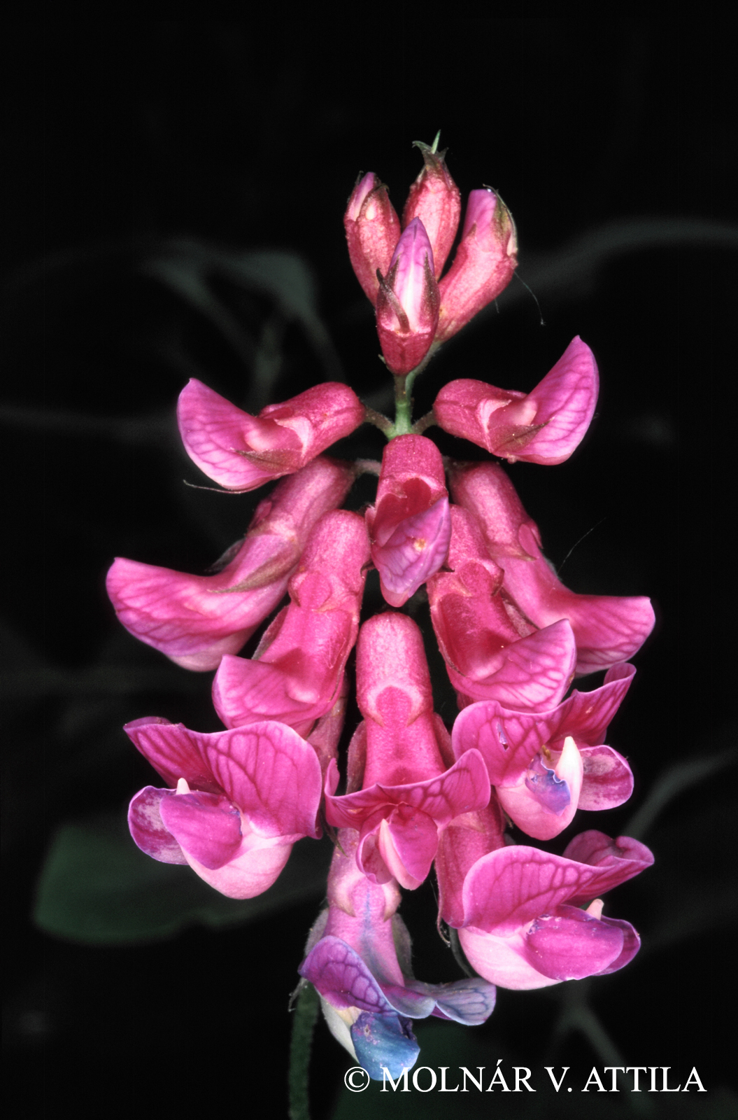 Lathyrus venetus (Mill.) Wohlf.