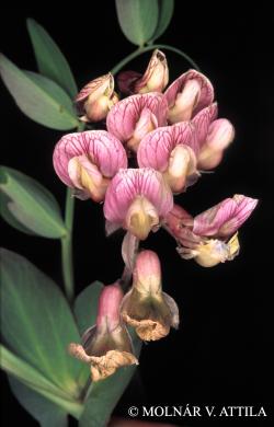 Lathyrus venetus (Mill.) Wohlf. 2.Image