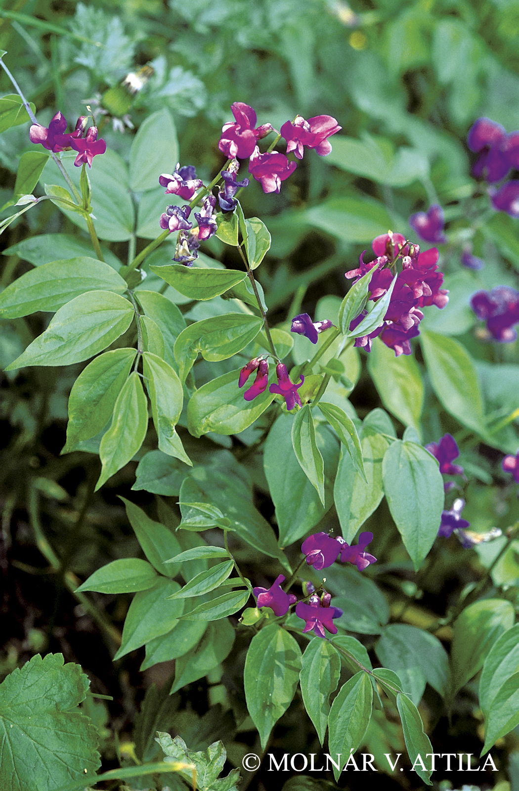 Lathyrus vernus (L.) Bernh.