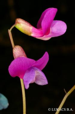 Lathyrus vernus (L.) Bernh. 3.Image