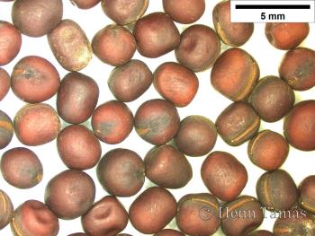 Lathyrus vernus (L.) Bernh. 4.Image