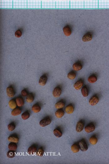 Lathyrus vernus (L.) Bernh. 5.Image