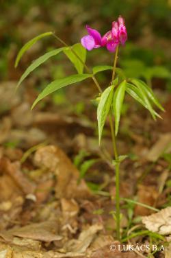 Lathyrus vernus (L.) Bernh. 2.Image