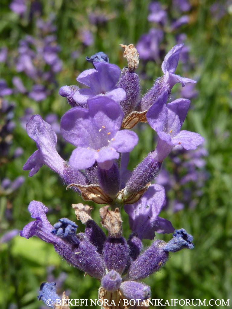 Lavandula angustifolia Mill.