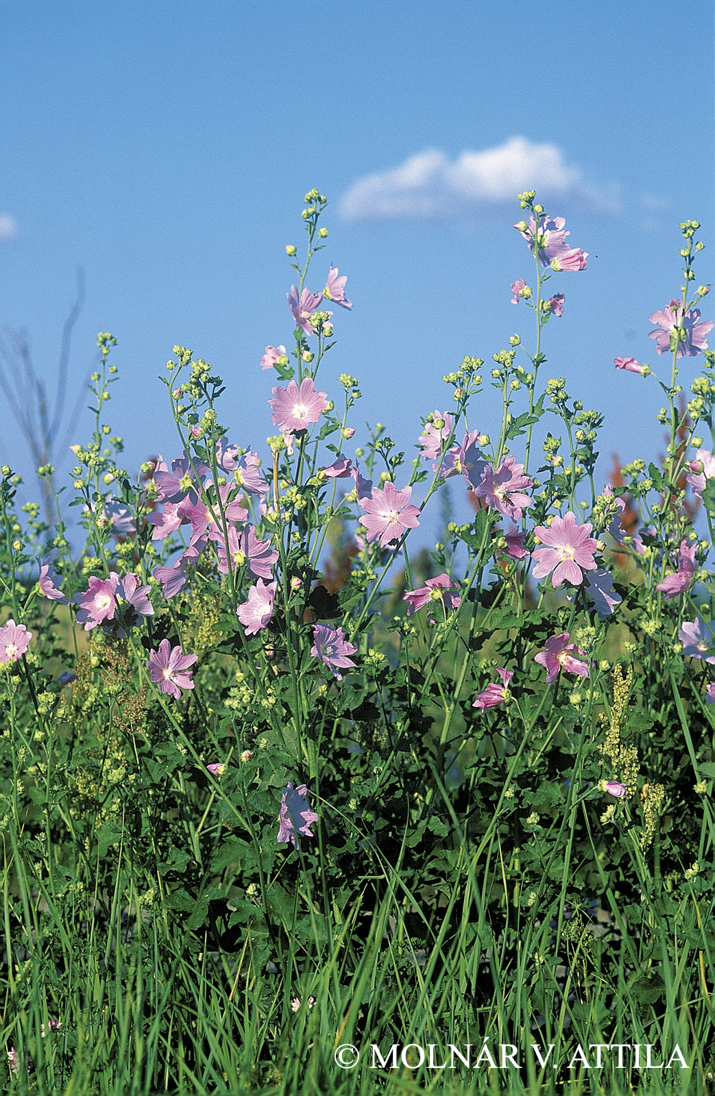 Lavatera thuringiaca L.