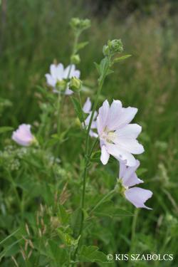 Lavatera thuringiaca L. 2.Image