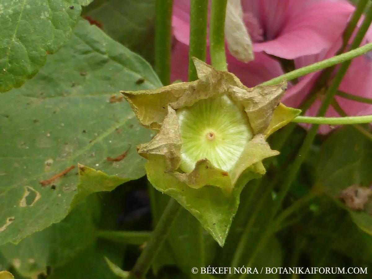 Lavatera trimestris L.