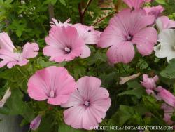 Lavatera trimestris L. 2.Image