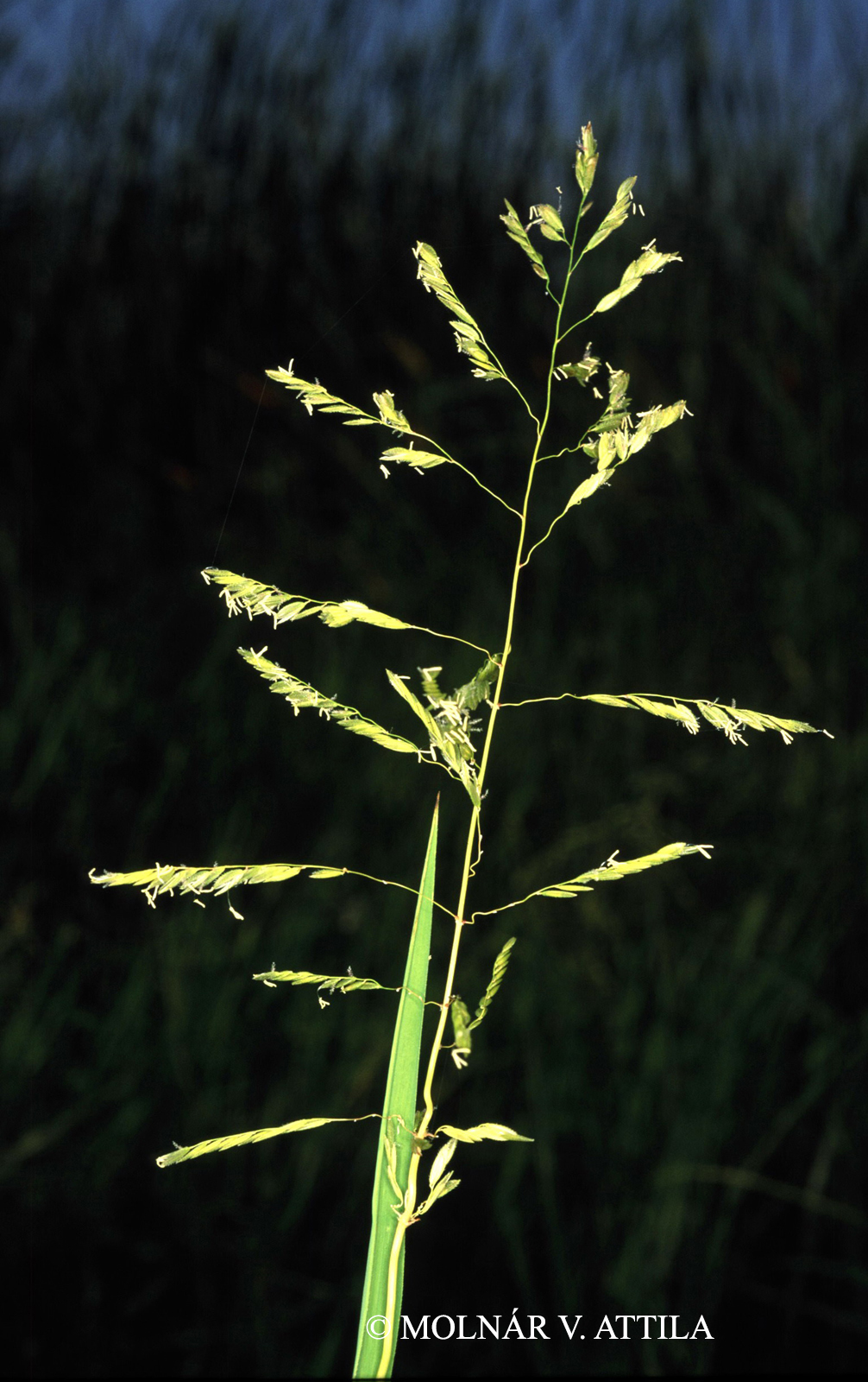 Leersia oryzoides (L.) Sw.