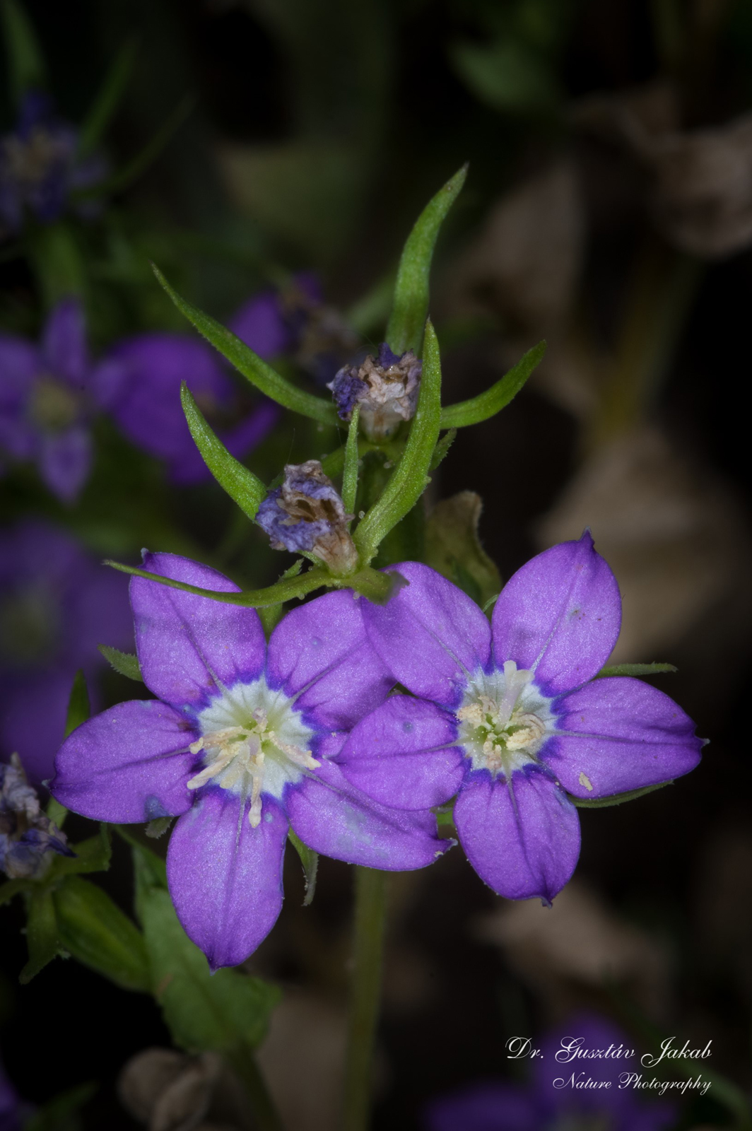 Legousia speculum-veneris (L.) Chaix