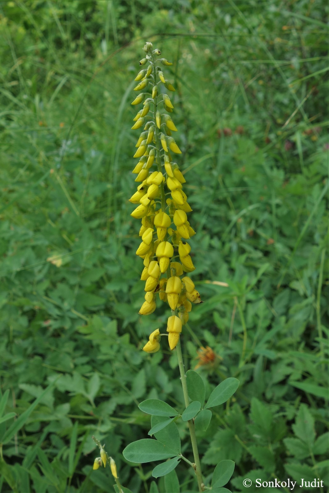 Lembotropis nigricans (L.) Griseb.
