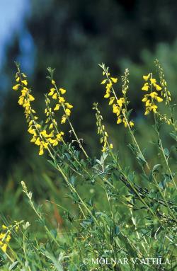 Lembotropis nigricans (L.) Griseb. 2.Image