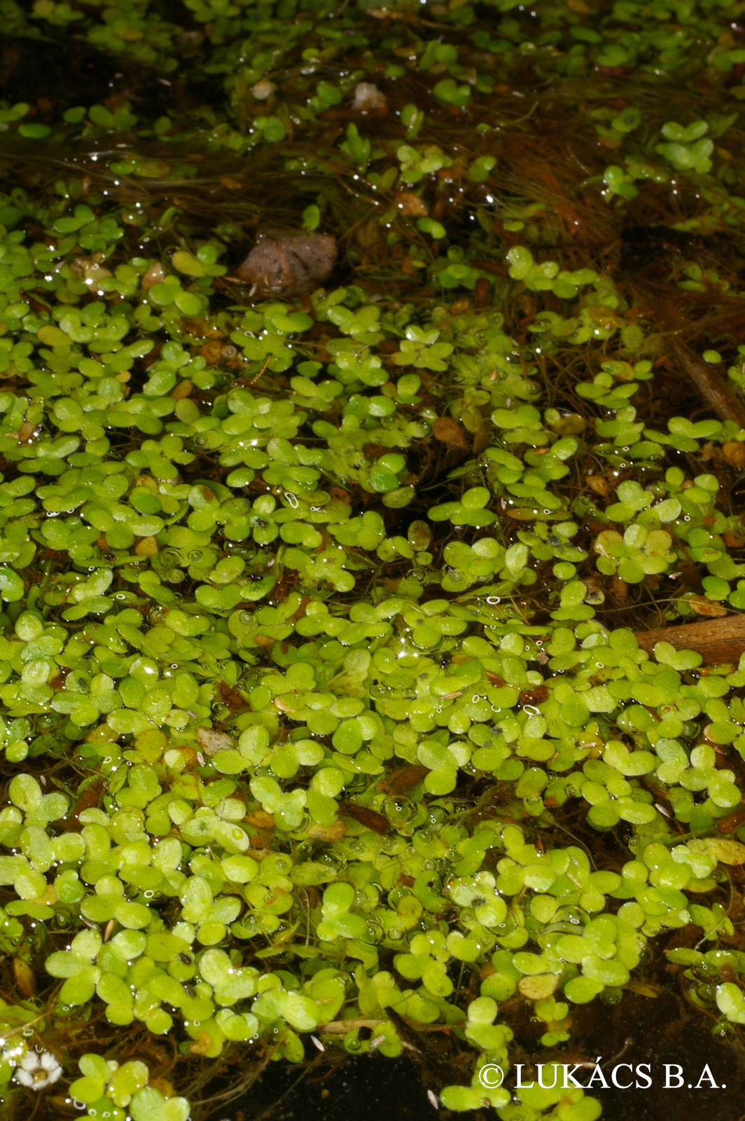 Lemna aequinoctialis Welw.