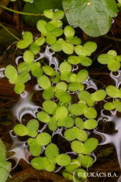 Lemna aequinoctialis Welw. 2.Image