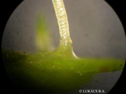 Lemna aequinoctialis Welw. 3.Image