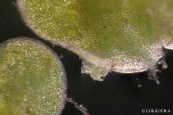 Lemna minor L. 2.Image