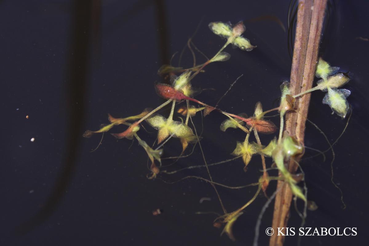 Lemna trisulca L.