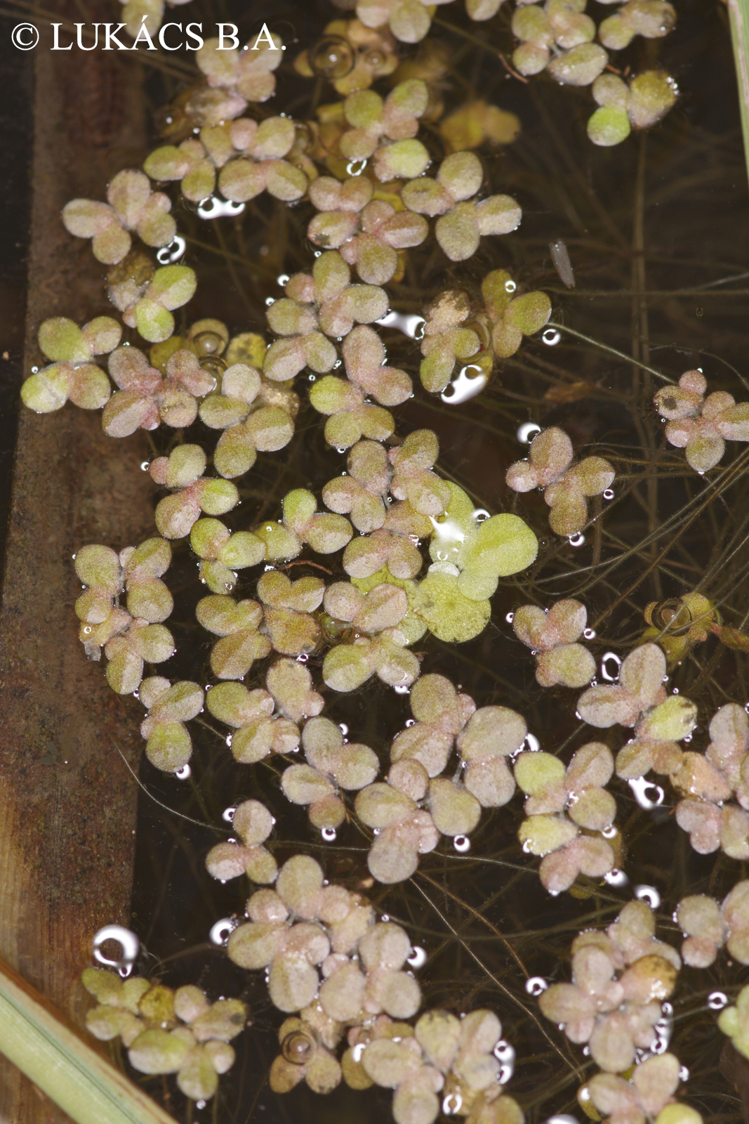 Lemna turionifera Landolt