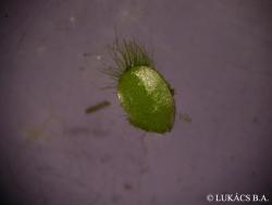 Lemna turionifera Landolt 2.Image