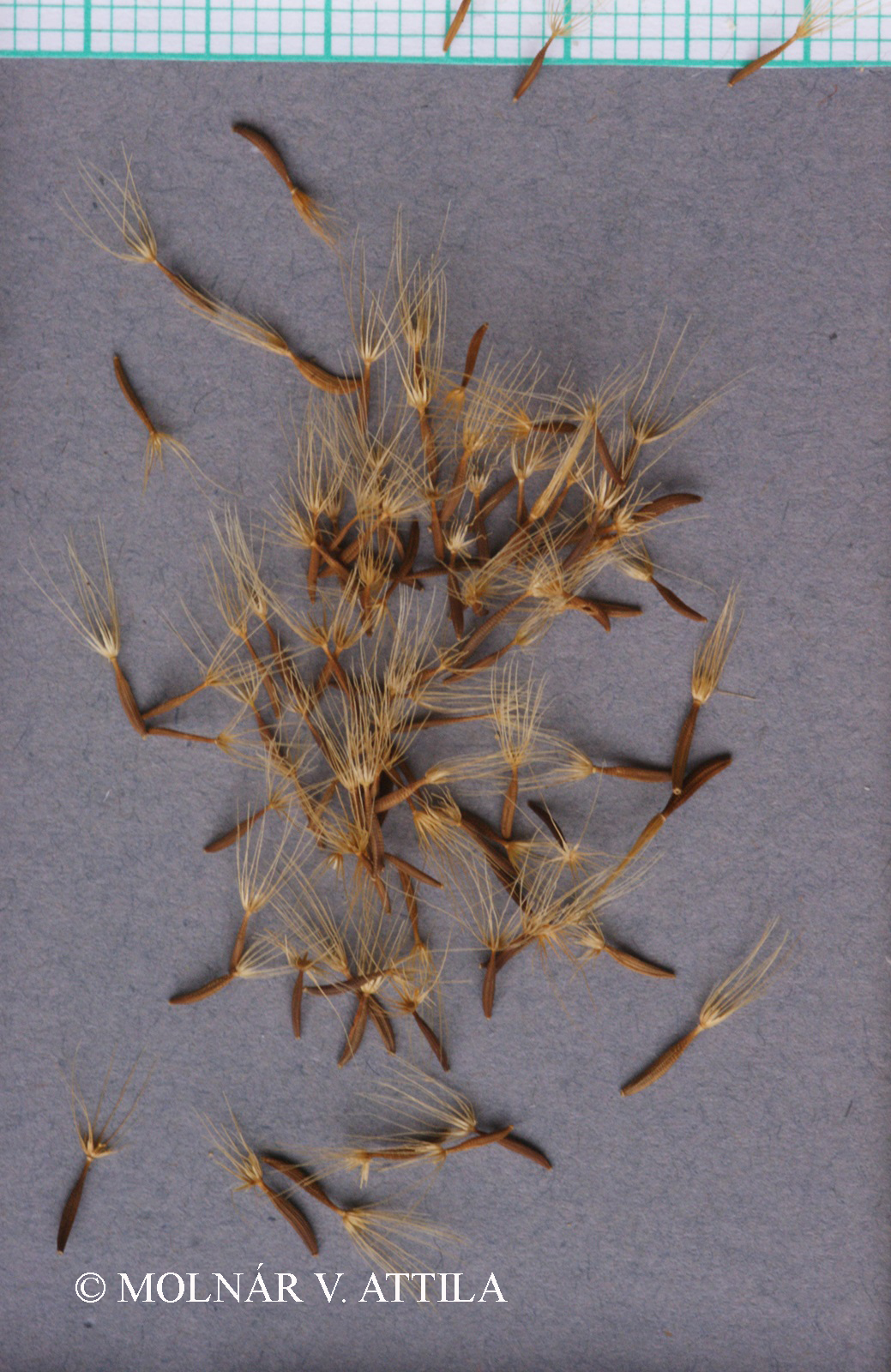 Leontodon autumnalis L.