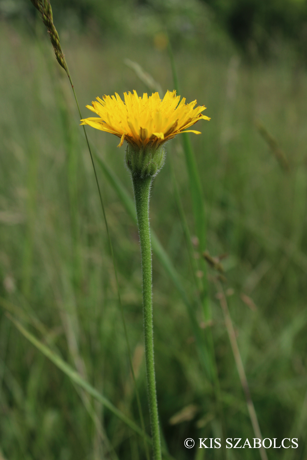 Leontodon hispidus L.