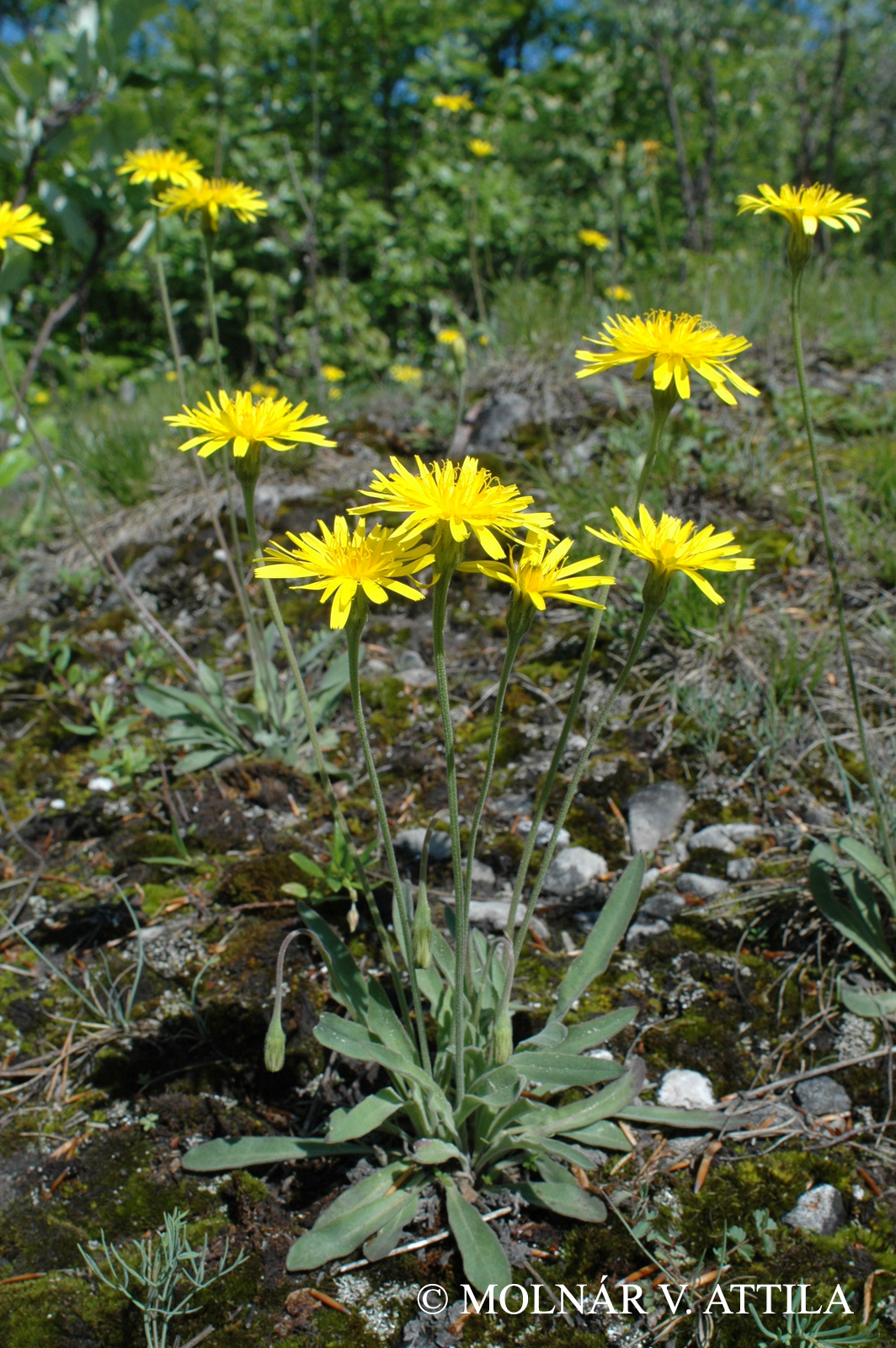 Leontodon incanus (L.) Schrank