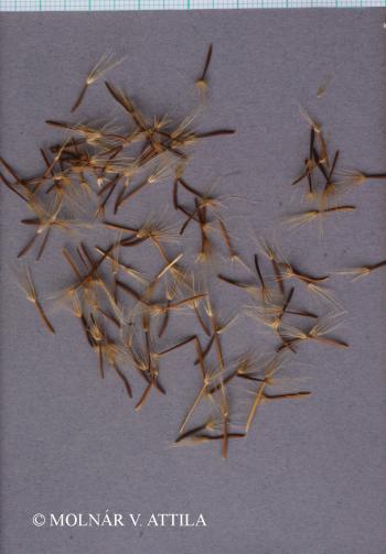 Leontodon incanus (L.) Schrank 2.Kép