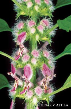 Leonurus cardiaca L. 2.Image