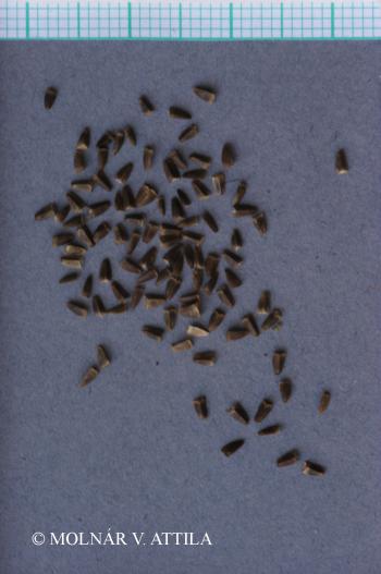Leonurus cardiaca L. 4.Image