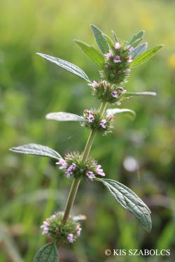 Leonurus marrubiastrum L. 2.Image