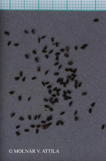 Leonurus marrubiastrum L. 3.Image