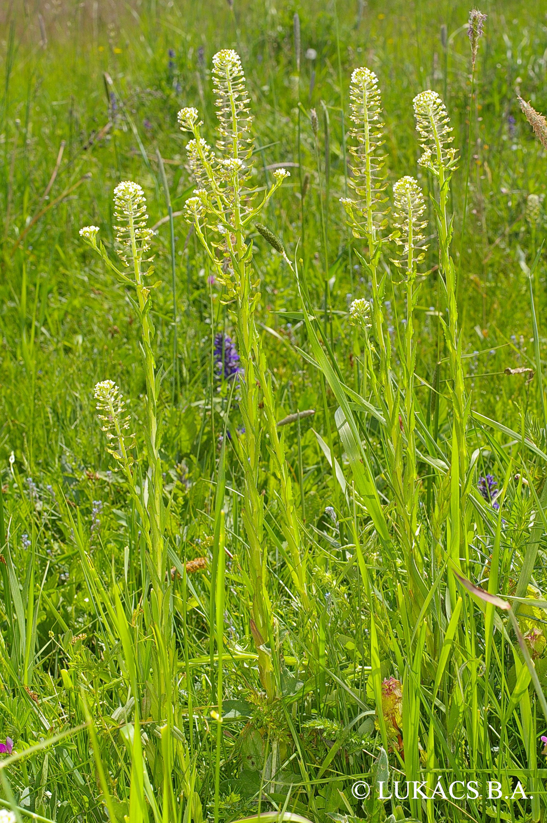 Lepidium campestre (L.) R. Br.
