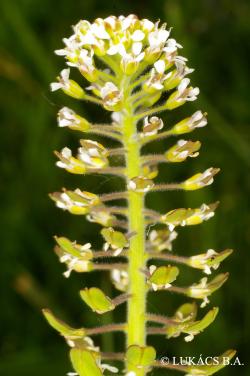 Lepidium campestre (L.) R. Br. 2.Image