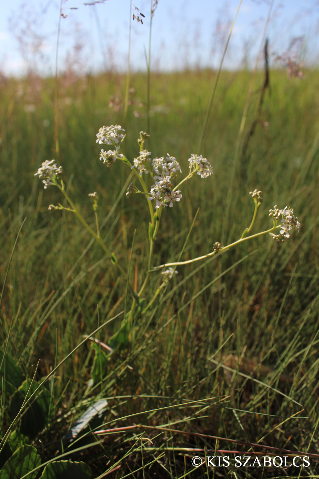 Lepidium cartilagineum (J.C. Mayer) Thell.