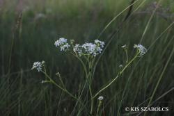 Lepidium cartilagineum (J.C. Mayer) Thell. 2.Image