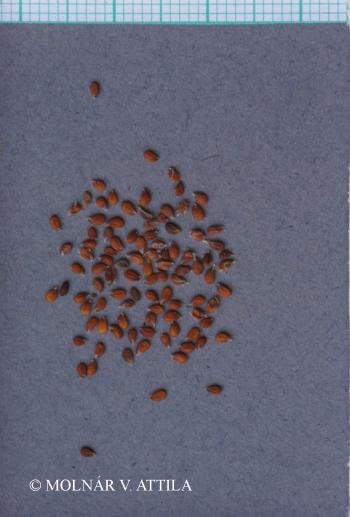 Lepidium cartilagineum (J.C. Mayer) Thell. 3.Image