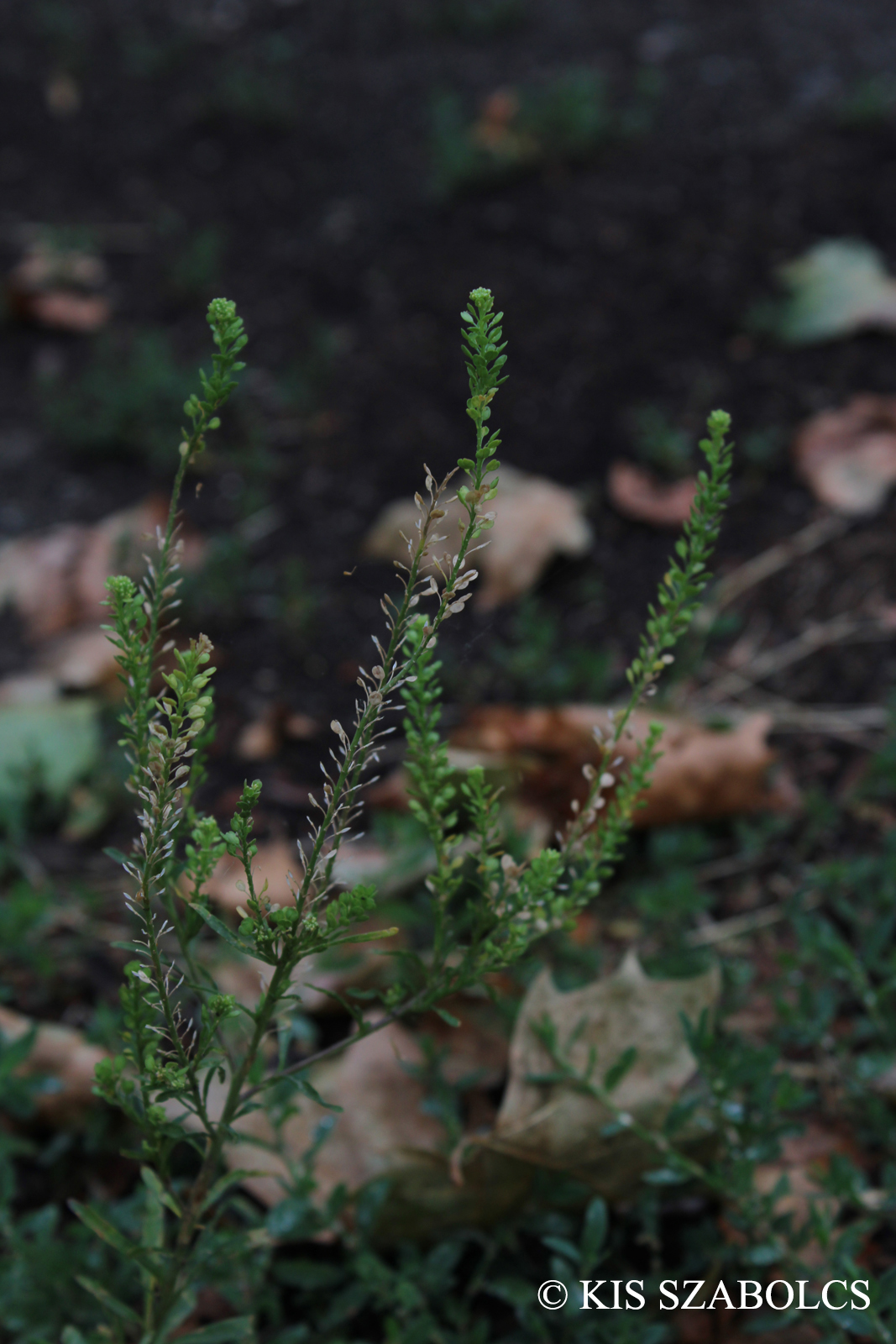 Lepidium densiflorum Schrad.