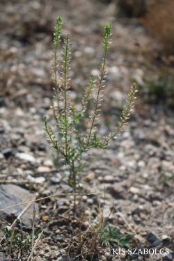 Lepidium densiflorum Schrad. 2.Image