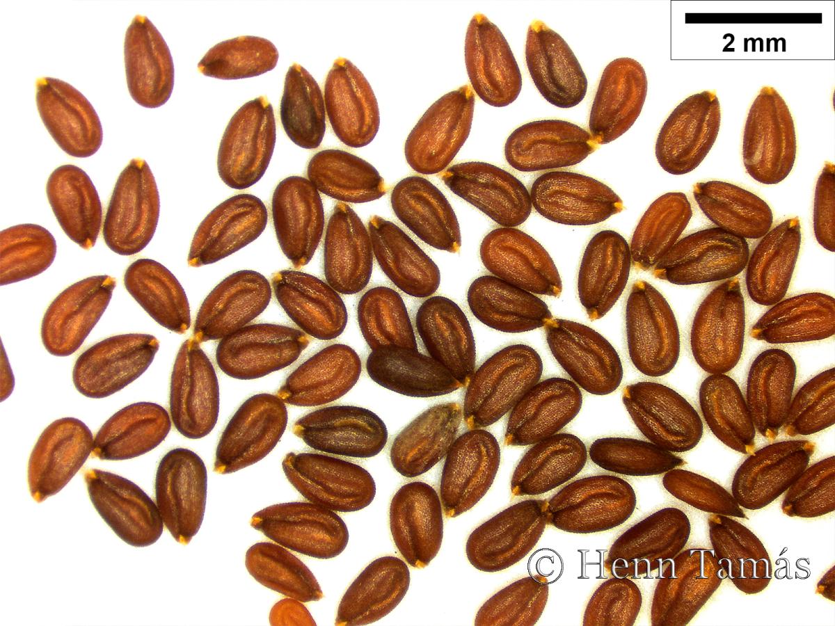 Lepidium graminifolium L.