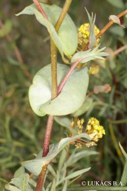 Lepidium perfoliatum L. 3.Image