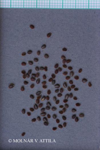 Lepidium perfoliatum L. 4.Image